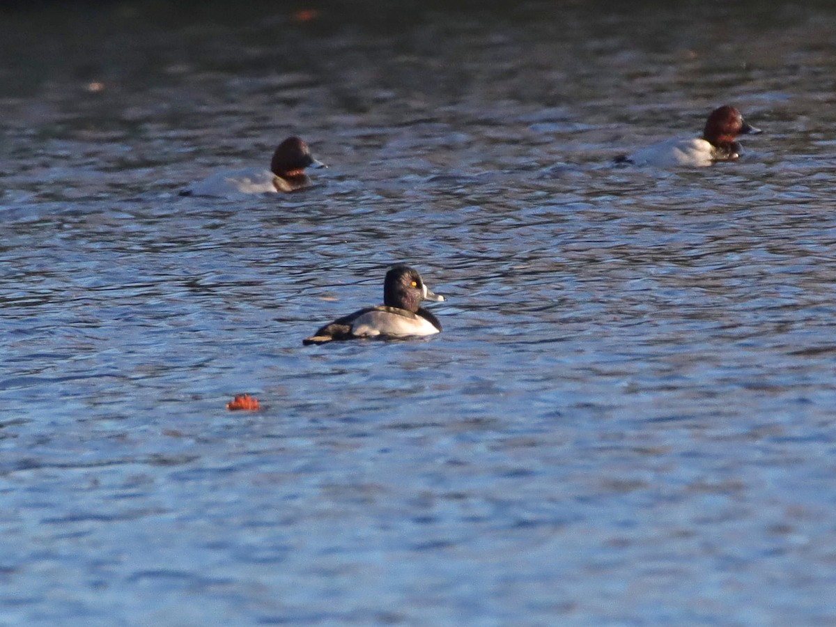 Ring-necked Duck - ML389708161