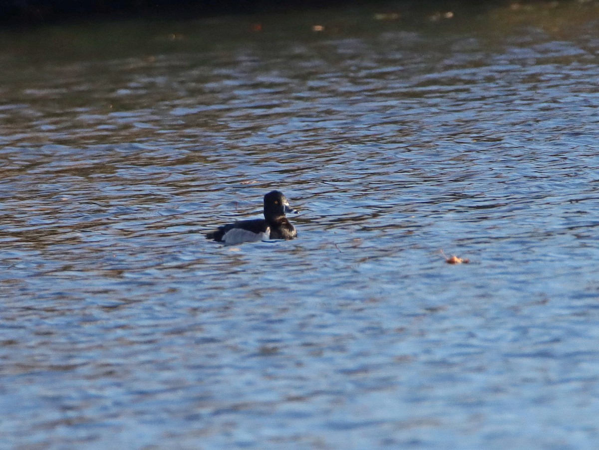 Ring-necked Duck - ML389708171