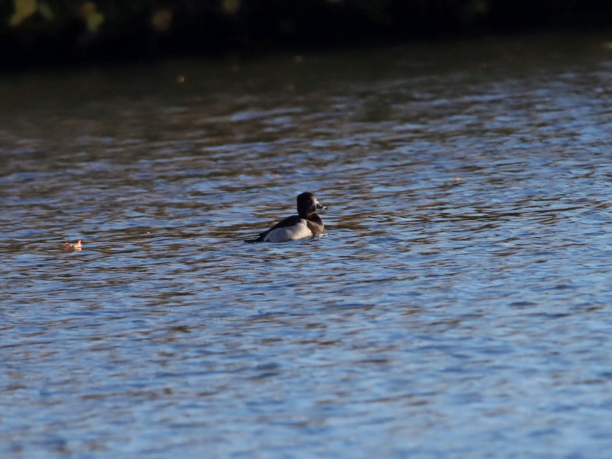 Ring-necked Duck - ML389708201