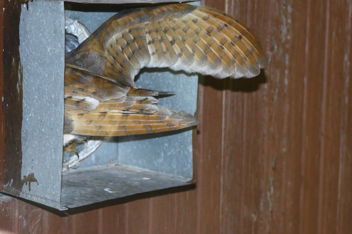 Western Barn Owl - ML38971011