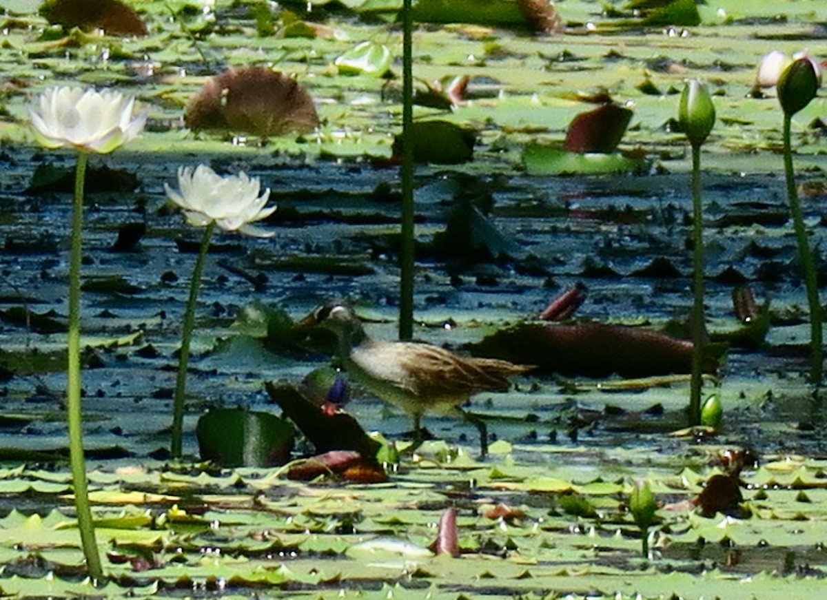 White-browed Crake - ML389710421