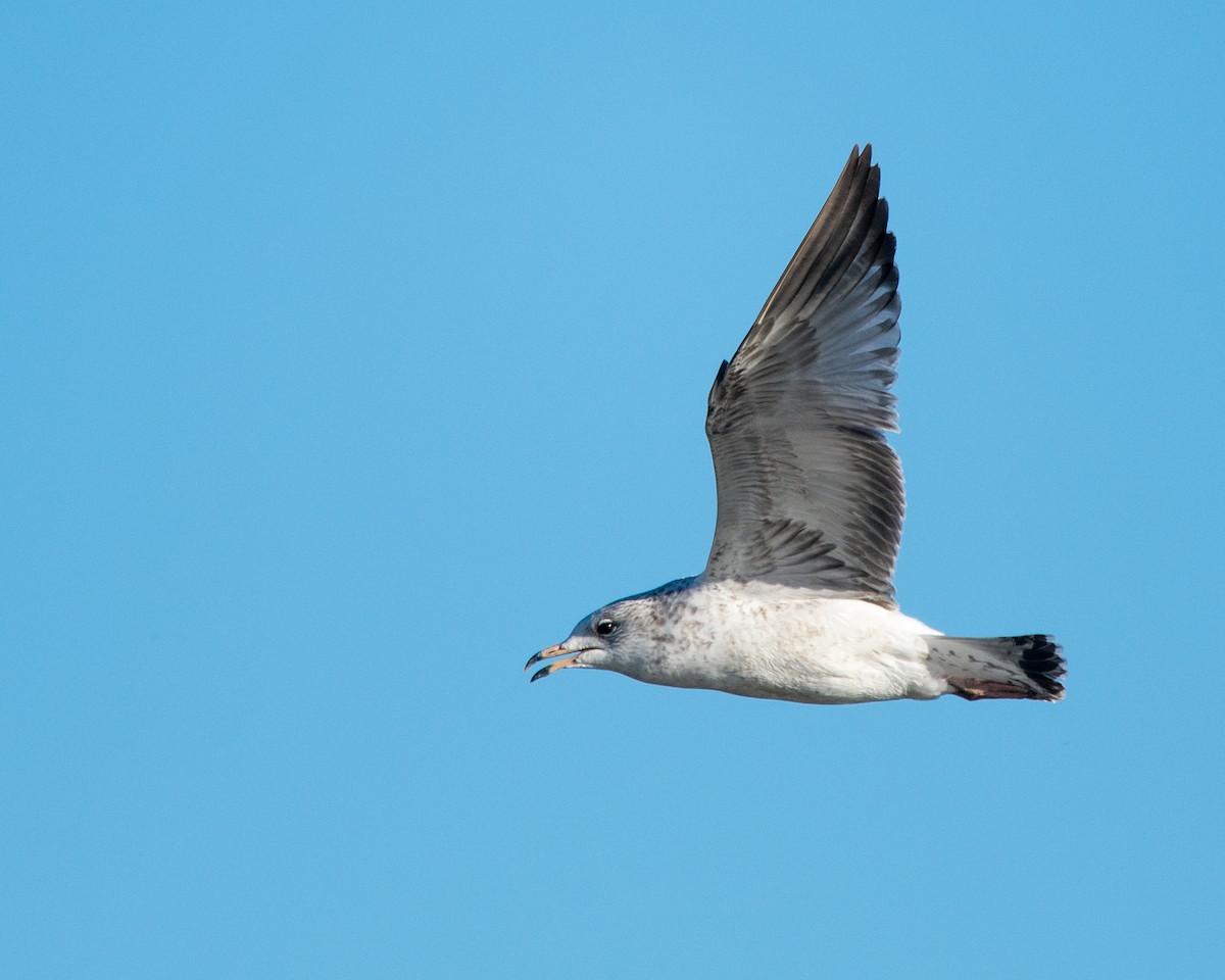 Ring-billed Gull - Nic Allen