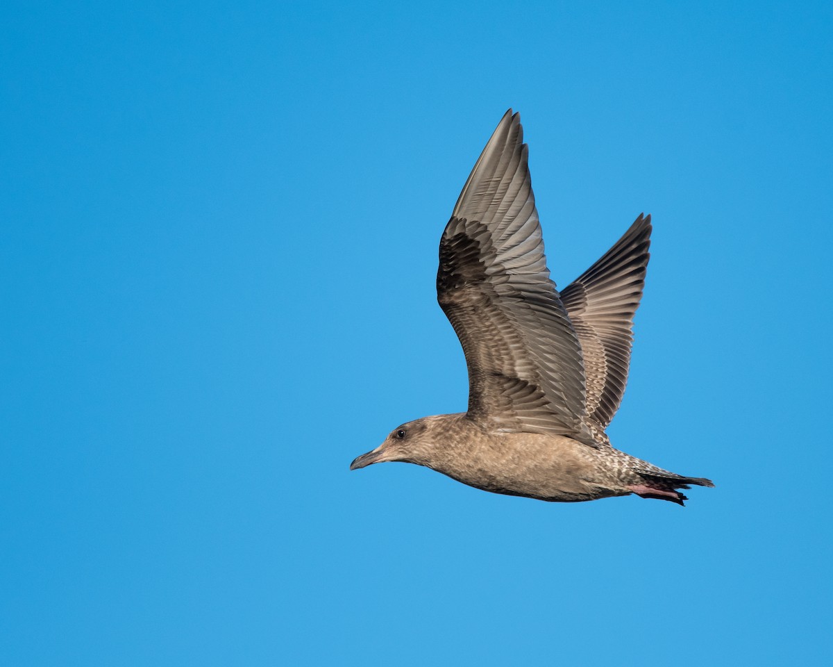 Herring Gull - Nic Allen