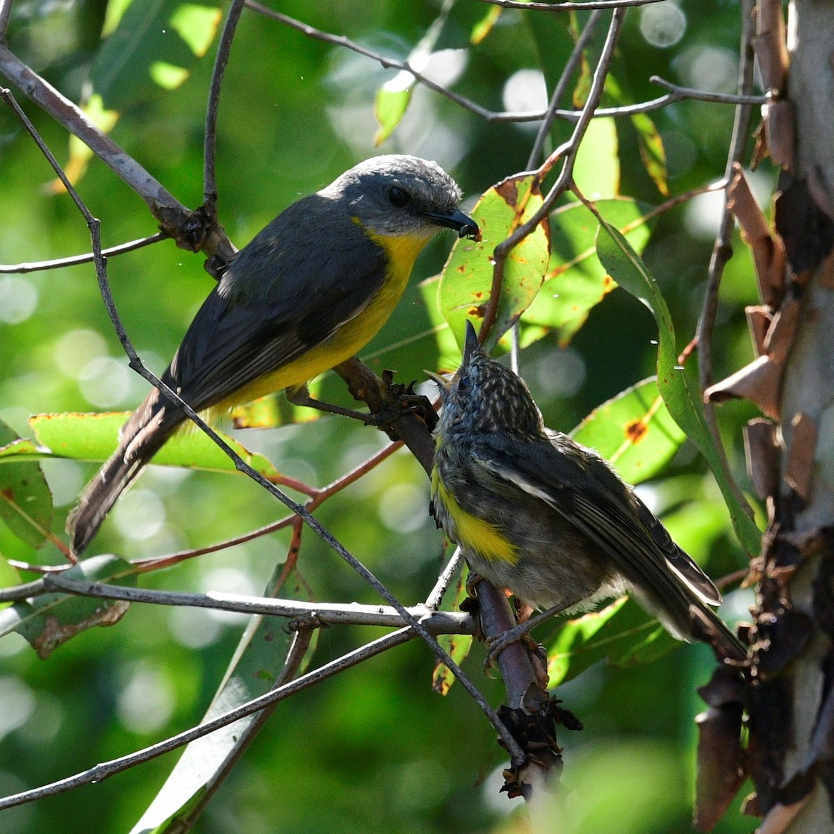 Eastern Yellow Robin - ML389711081