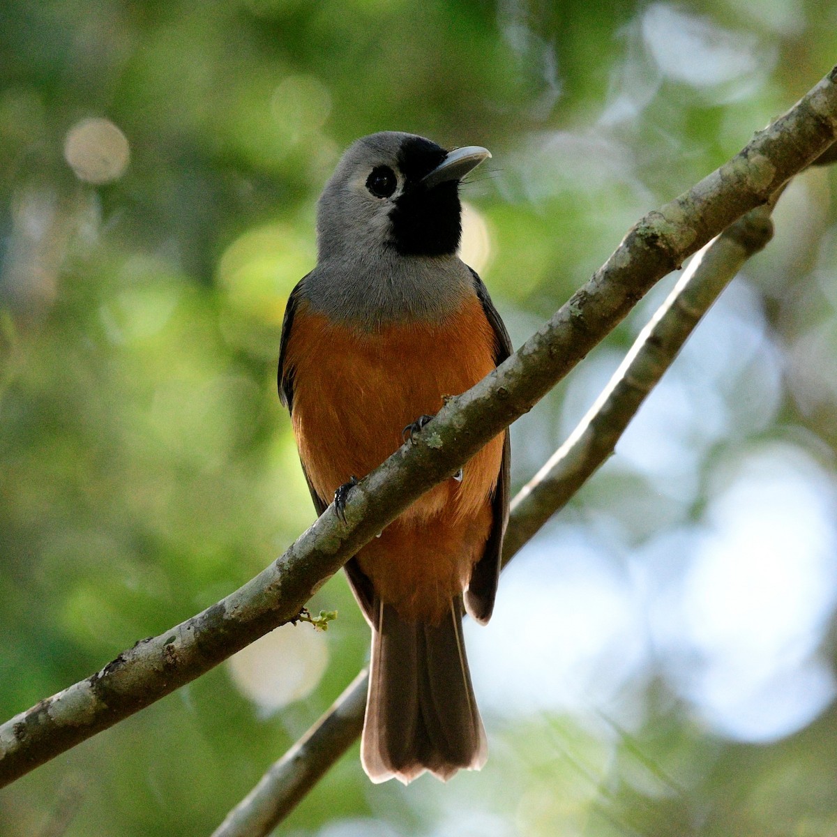 Black-faced Monarch - ML389711361