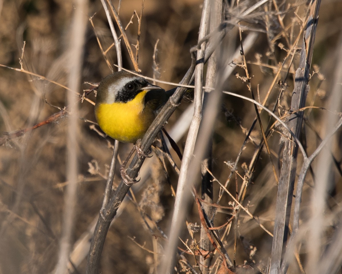 Common Yellowthroat - ML38971371