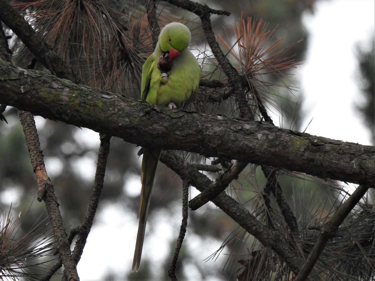 Rose-ringed Parakeet - ML389715021