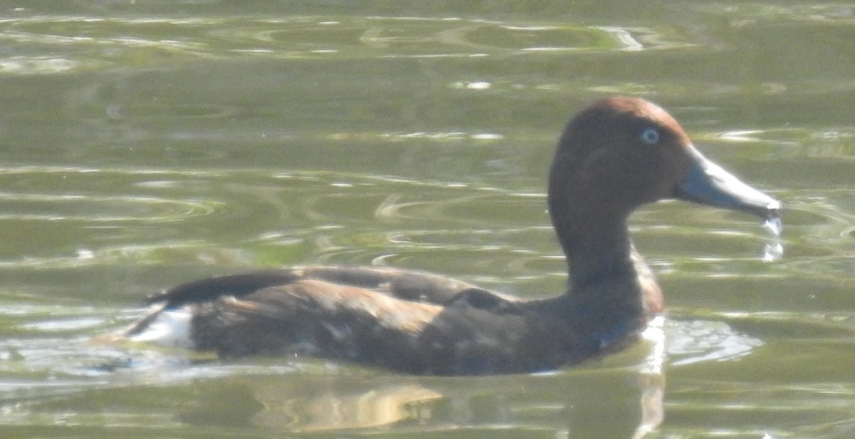 Ferruginous Duck - ML389715261