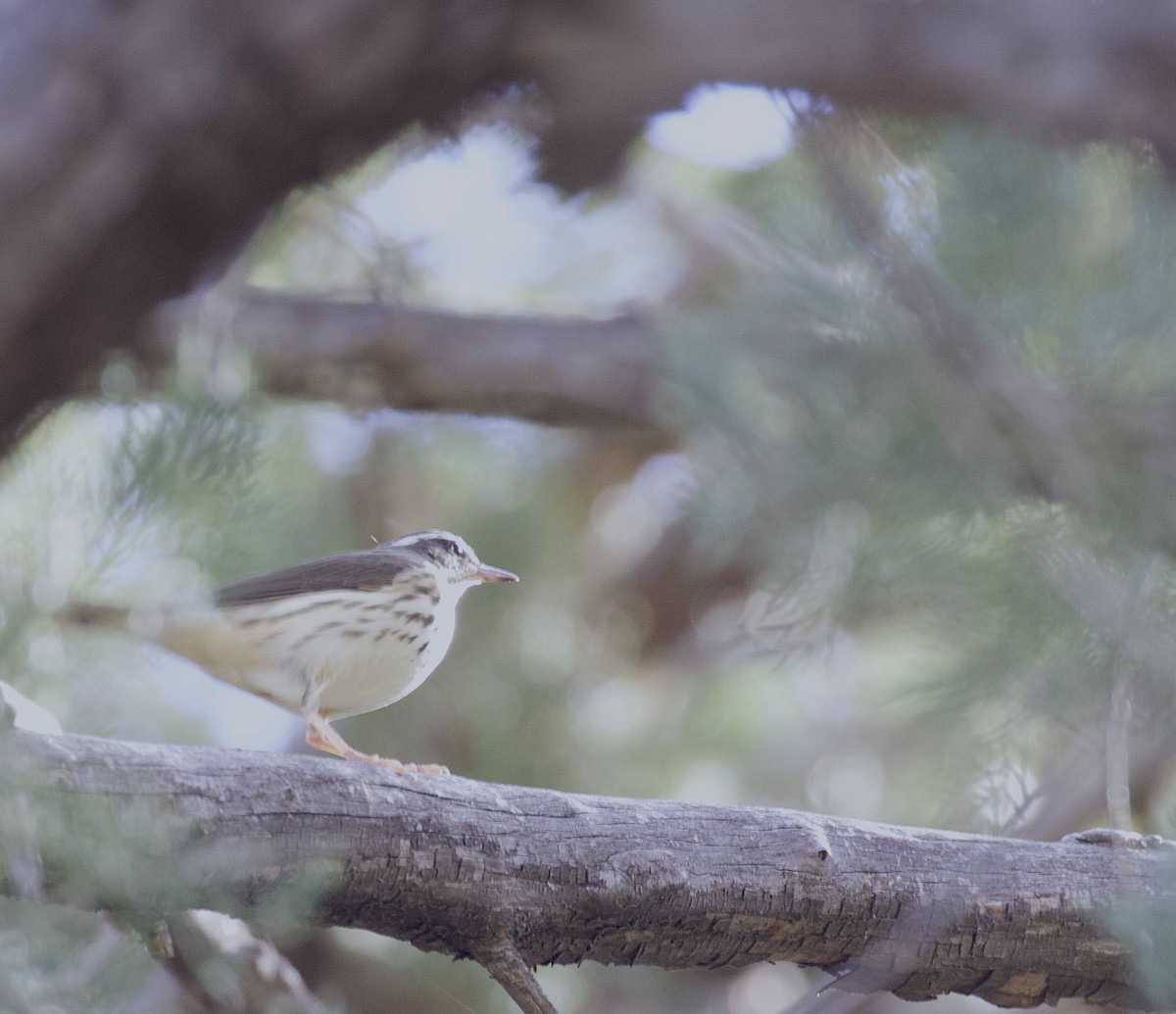 Louisiana Waterthrush - ML389717211