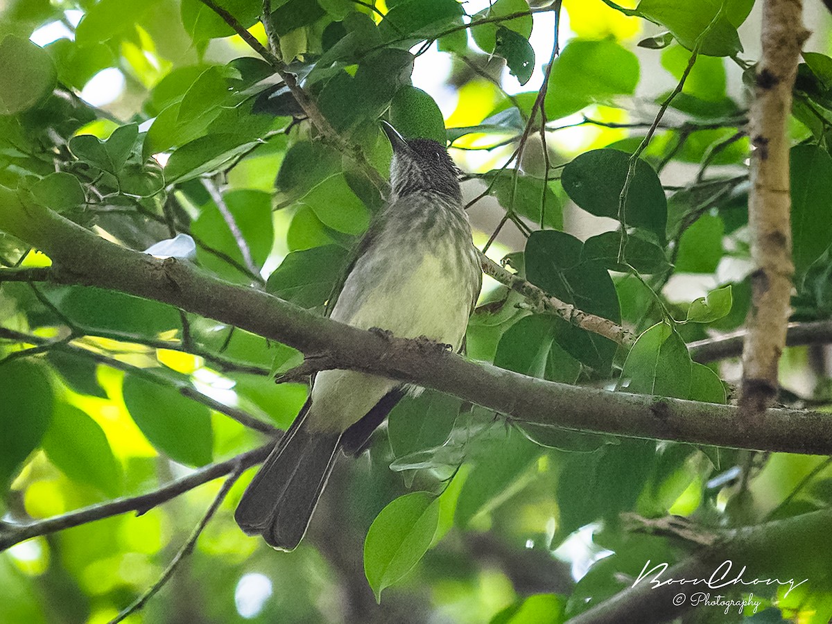 Streaked Bulbul - ML389717251