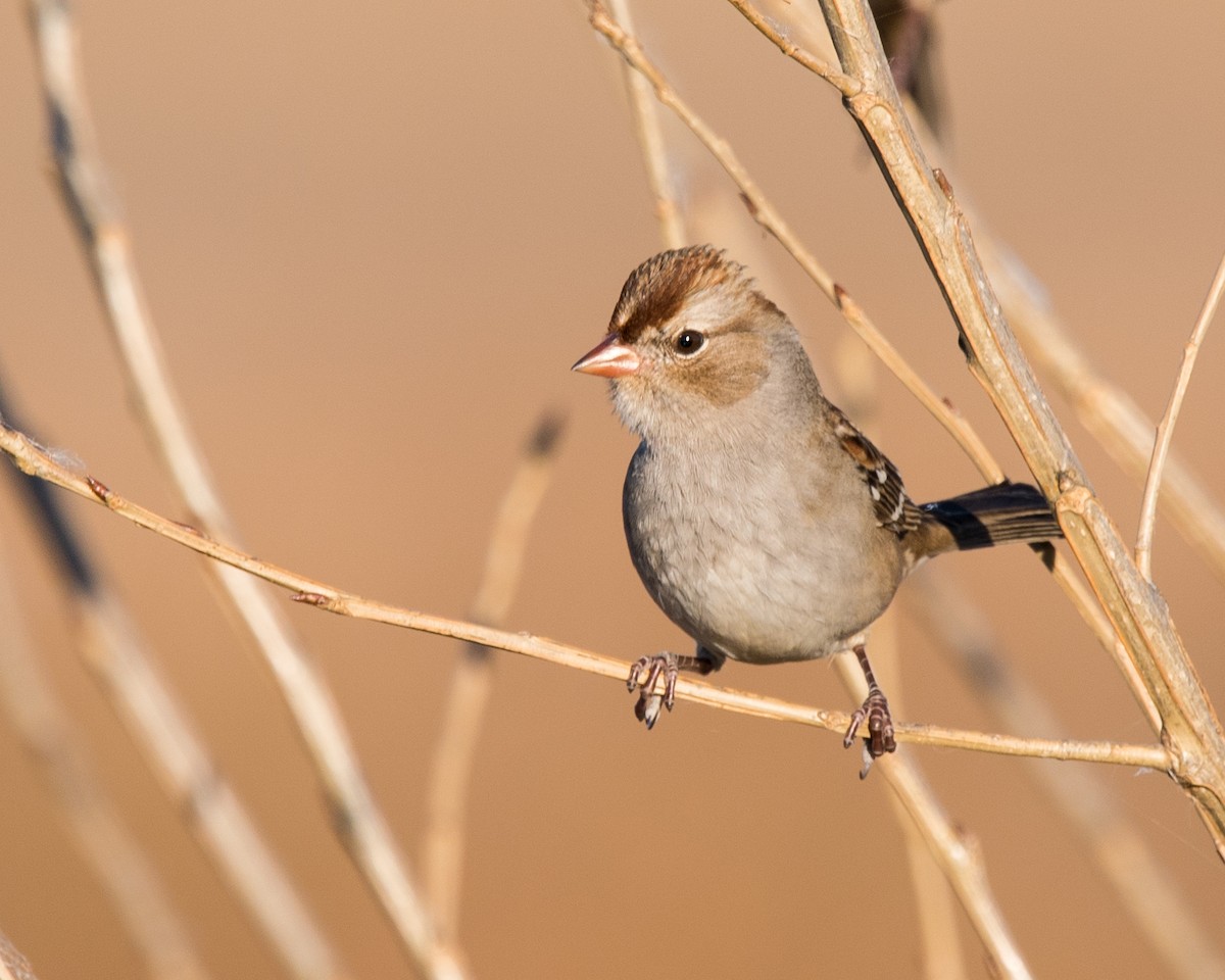 White-crowned Sparrow - ML38971731