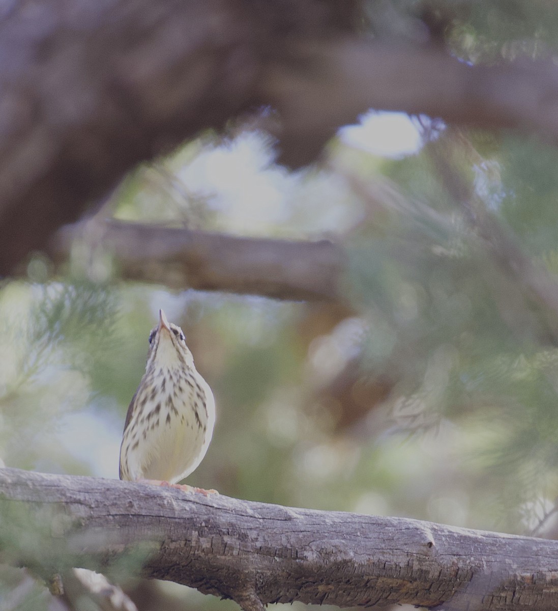 Louisiana Waterthrush - ML389717331