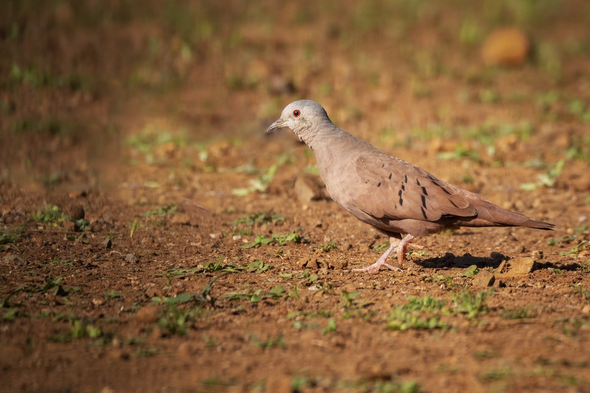 Ruddy Ground Dove - ADRIAN GRILLI