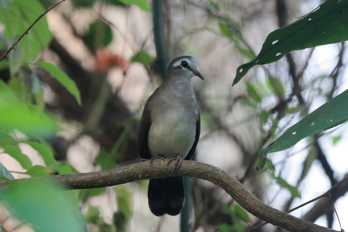 Tambourine Dove - ML389720451