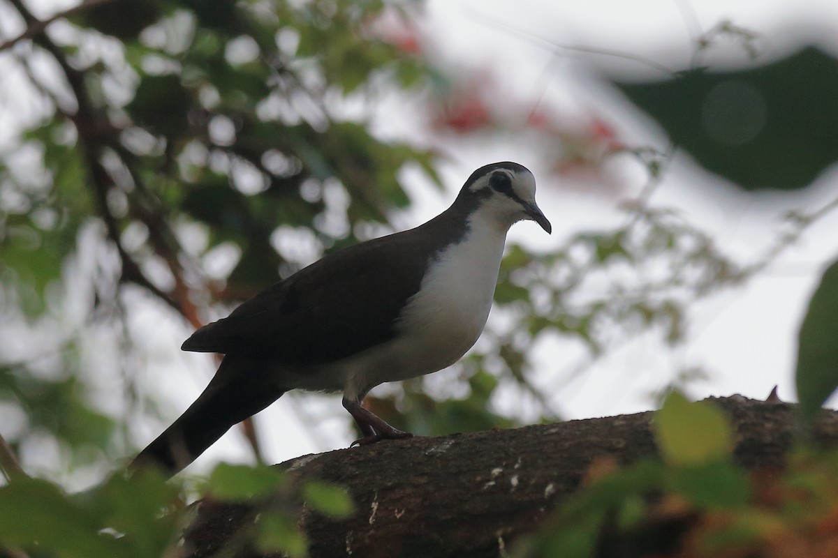 Tambourine Dove - ML389720461