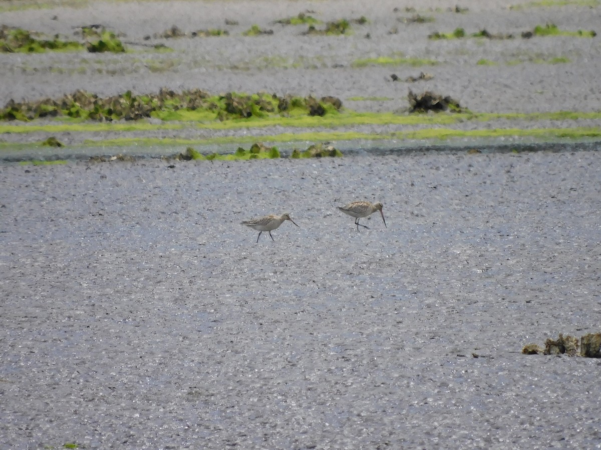 Bar-tailed Godwit - ML389721261