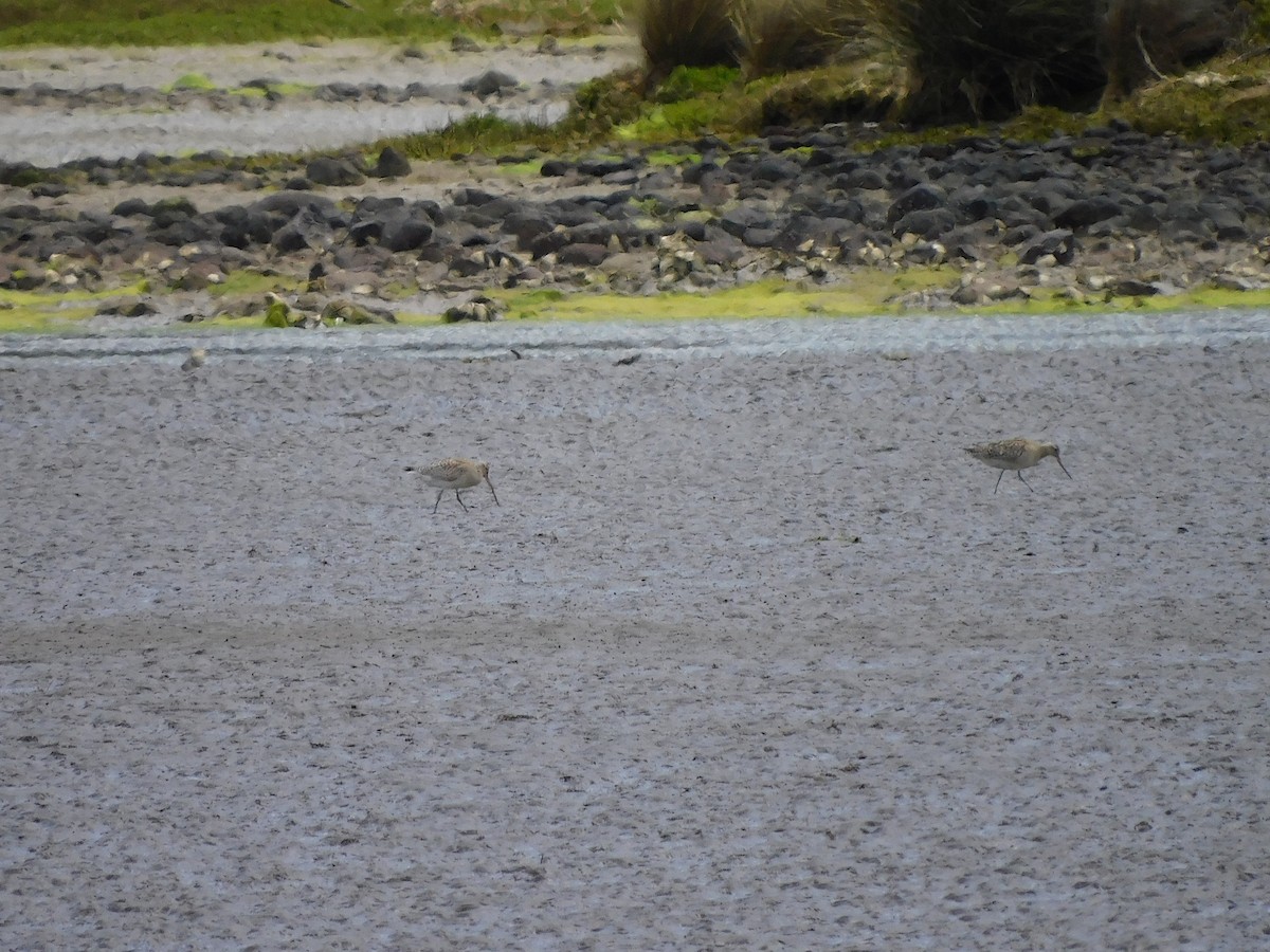 Bar-tailed Godwit - ML389721471