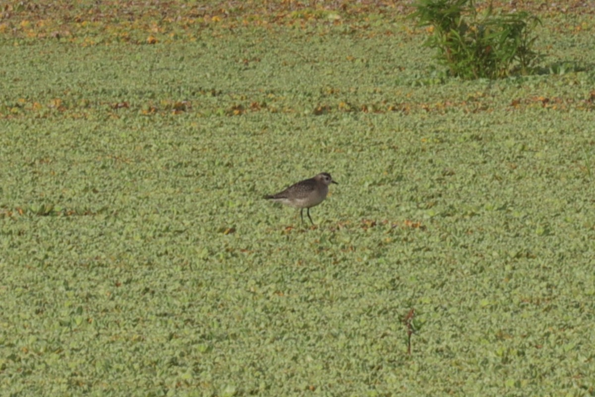 American Golden-Plover - ML389726721