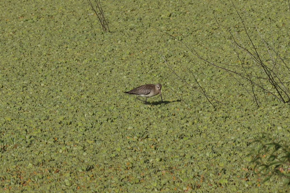 Bar-tailed Godwit - ML389727391