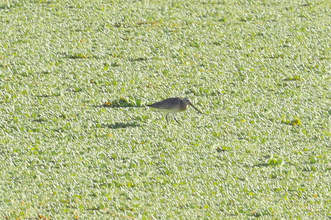 Bar-tailed Godwit - Ian Thompson