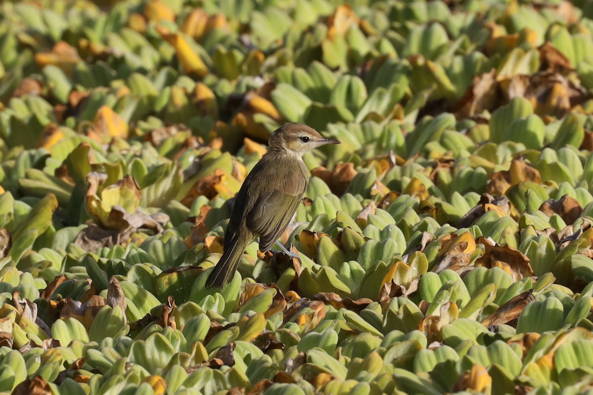 Noronha Vireo - ML389729141