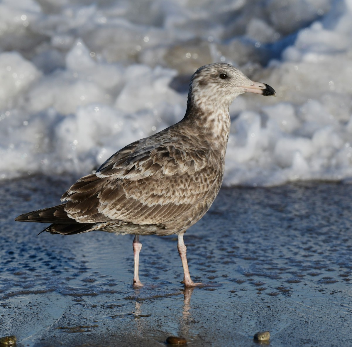 Herring Gull - ML389729781