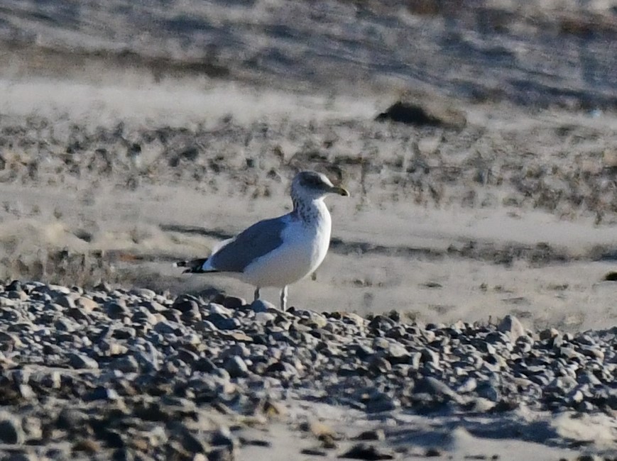 Herring Gull - ML389730171