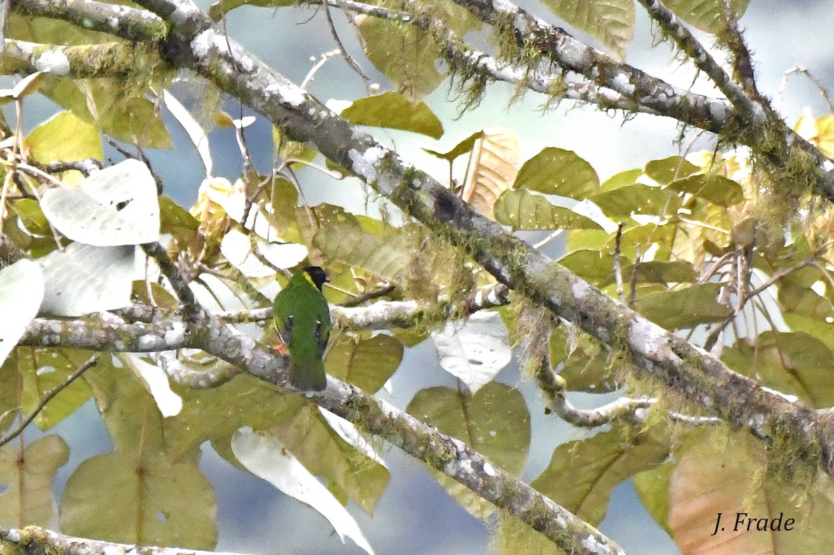 Green-and-black Fruiteater - ML389730381