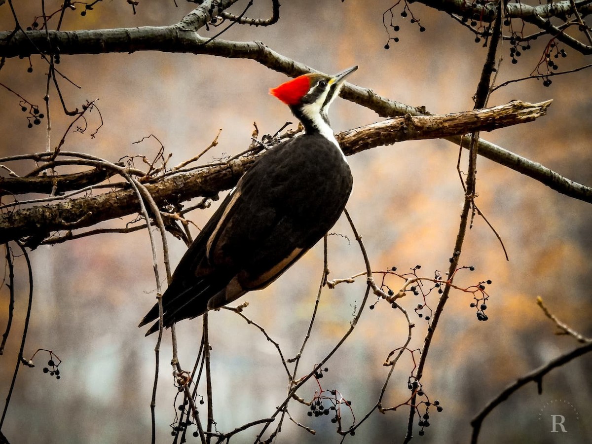 Pileated Woodpecker - ML389732891