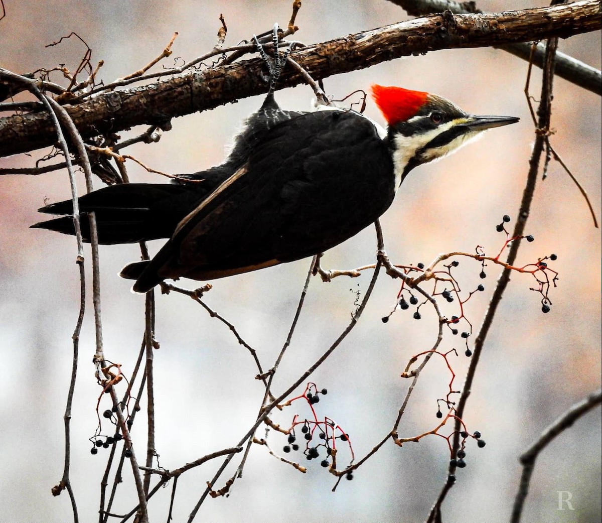 Pileated Woodpecker - ML389732941