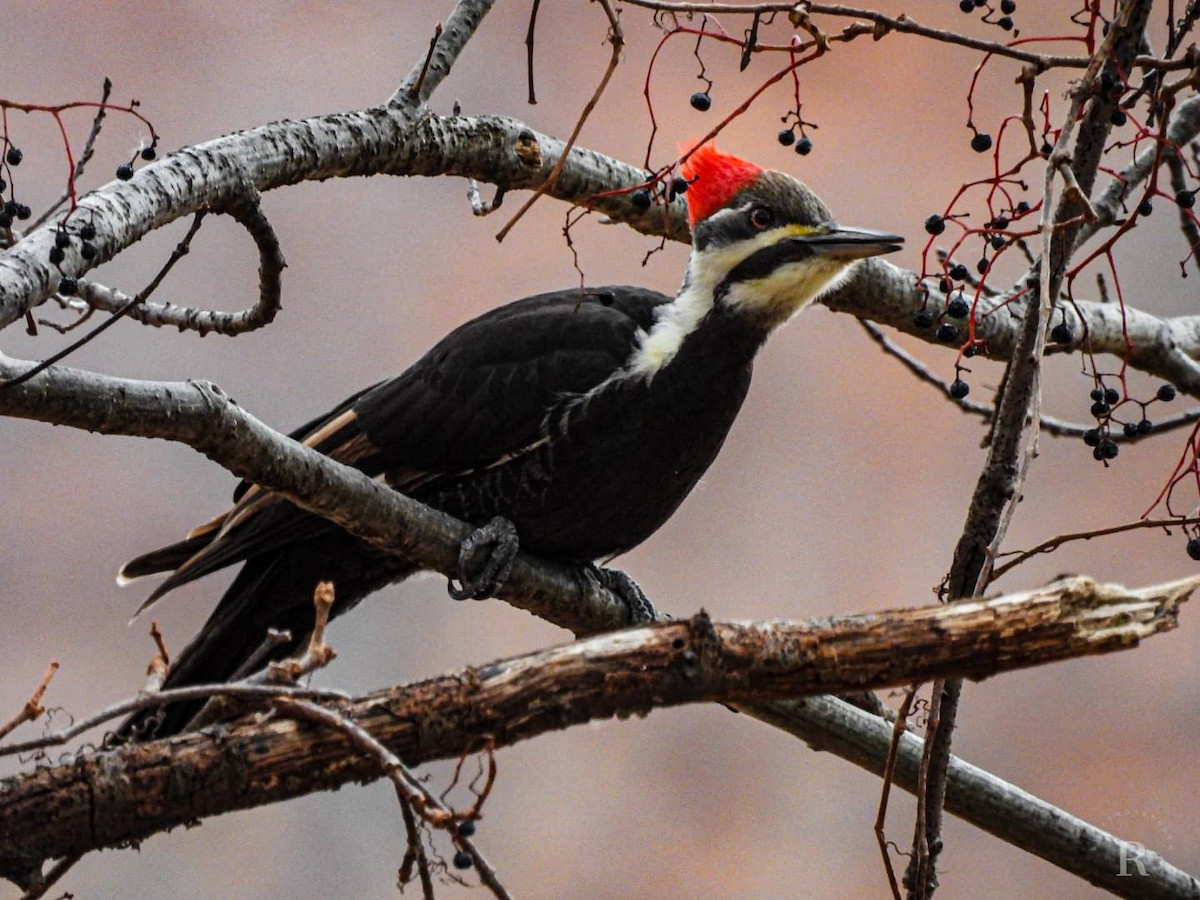 Pileated Woodpecker - Jacquelyn Hall