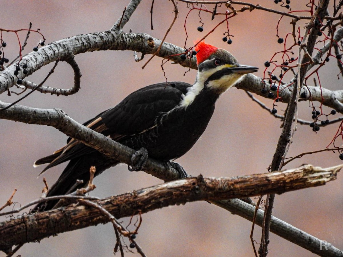 Pileated Woodpecker - ML389732991