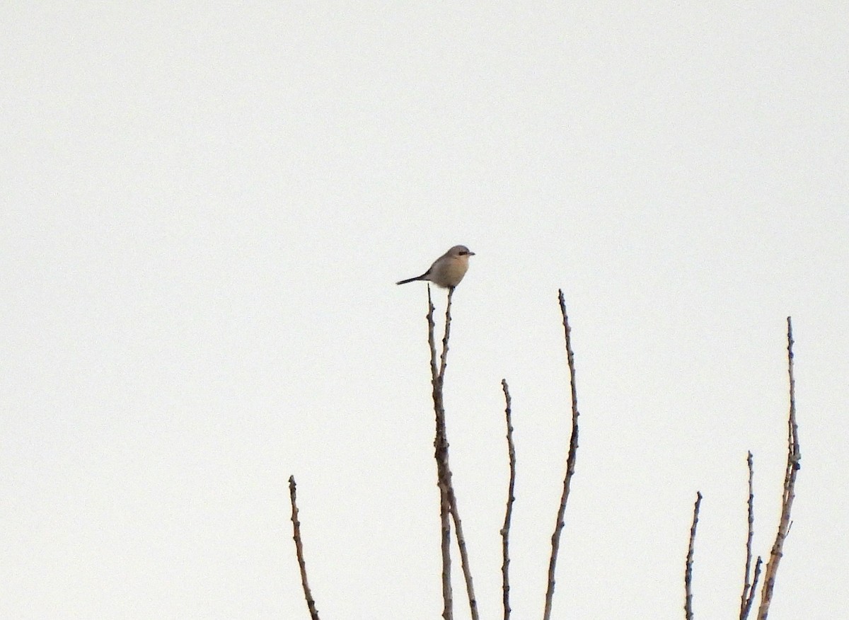 Northern Shrike - Brian Tinker