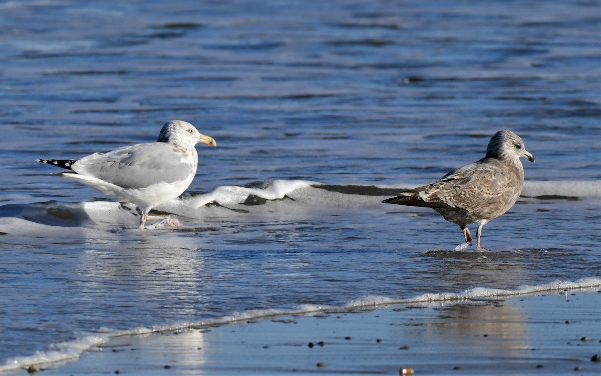 Herring Gull - ML389734671