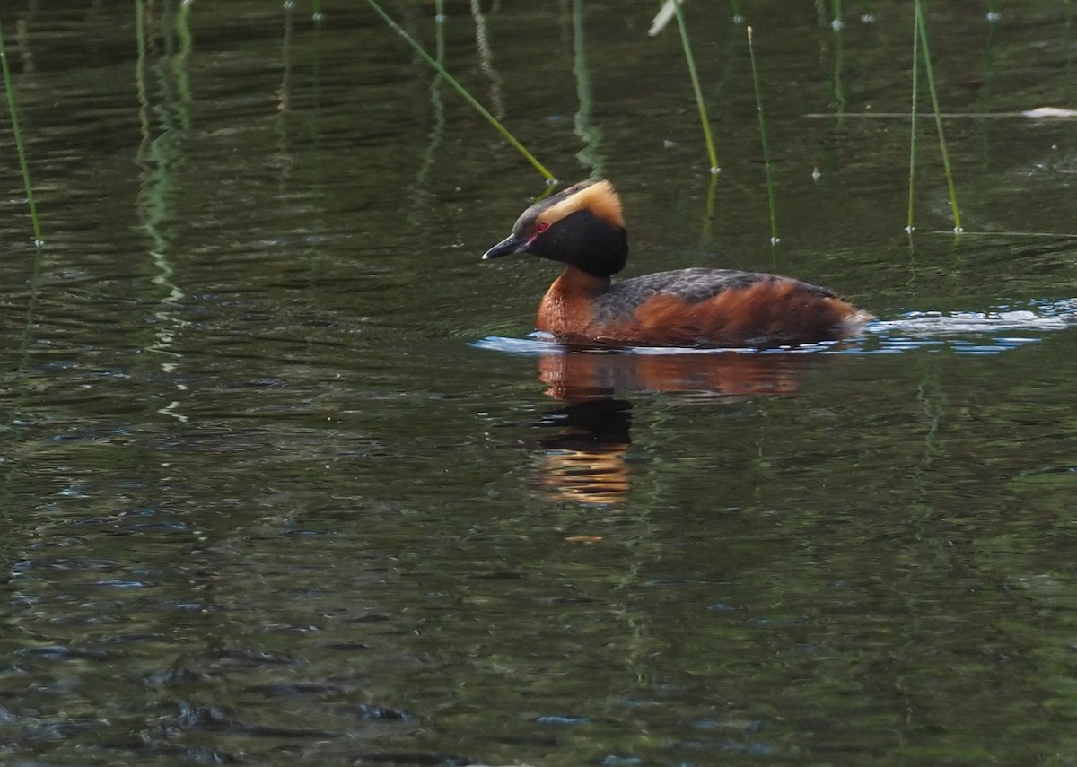 Horned Grebe - Alex Berryman