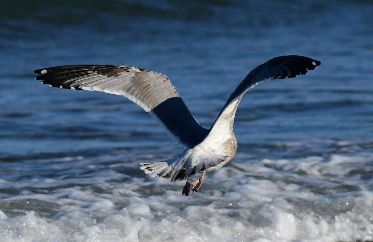 Herring Gull - ML389736211