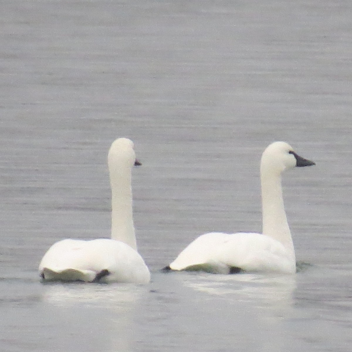 Cygne siffleur - ML389736611