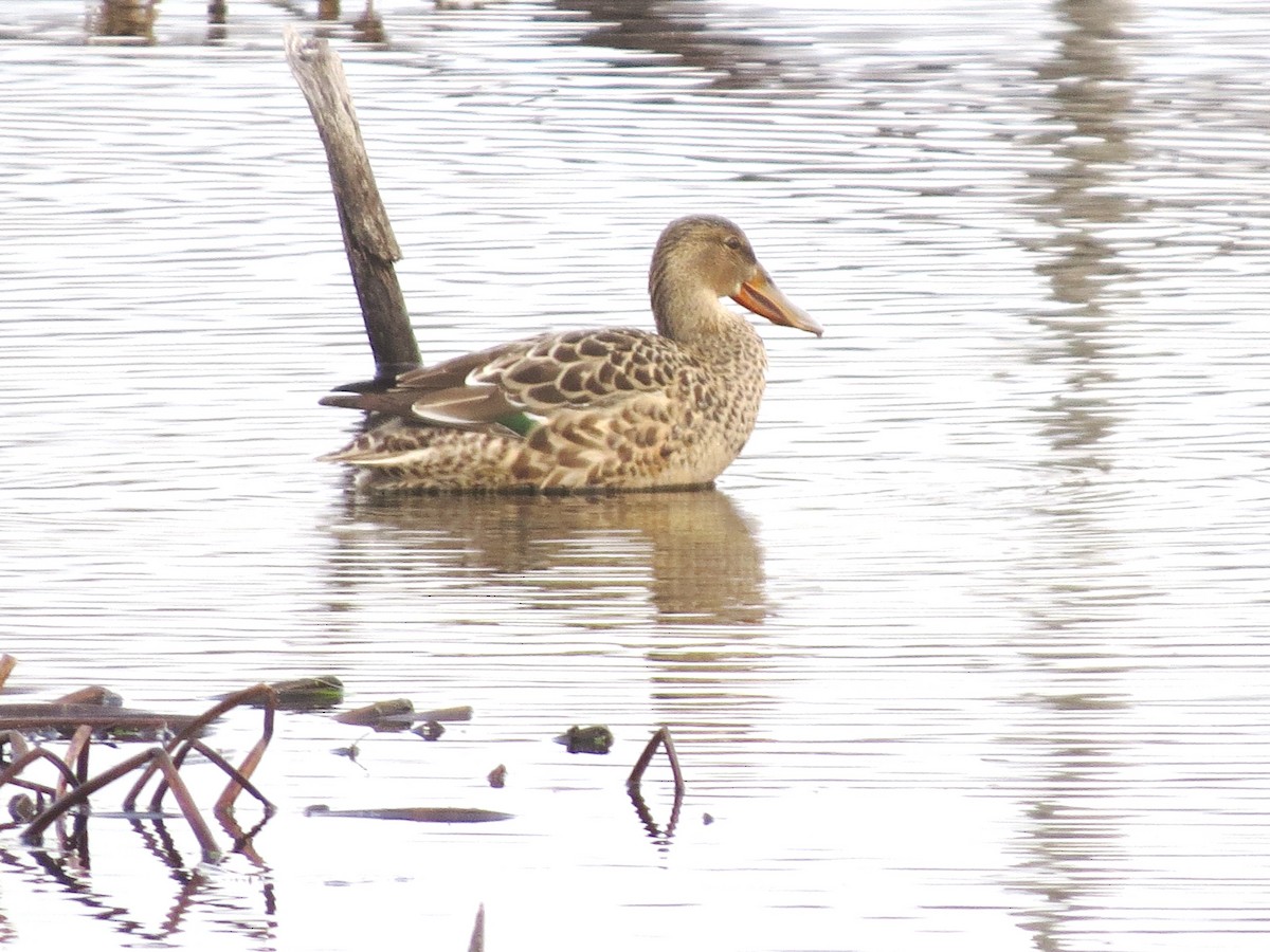 Northern Shoveler - ML38973681