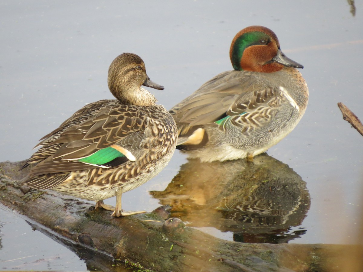 小水鴨(carolinensis) - ML38973751