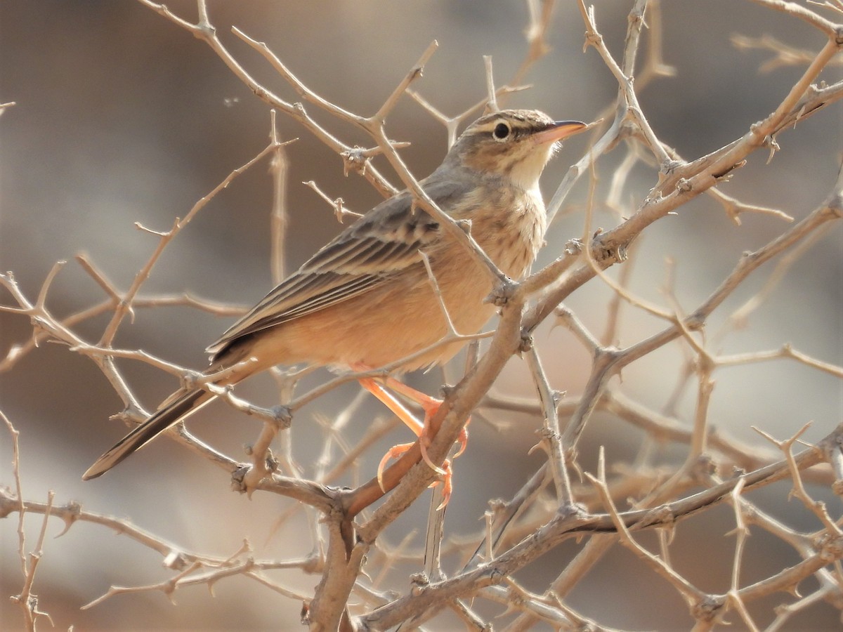 Long-billed Pipit - ML389737731