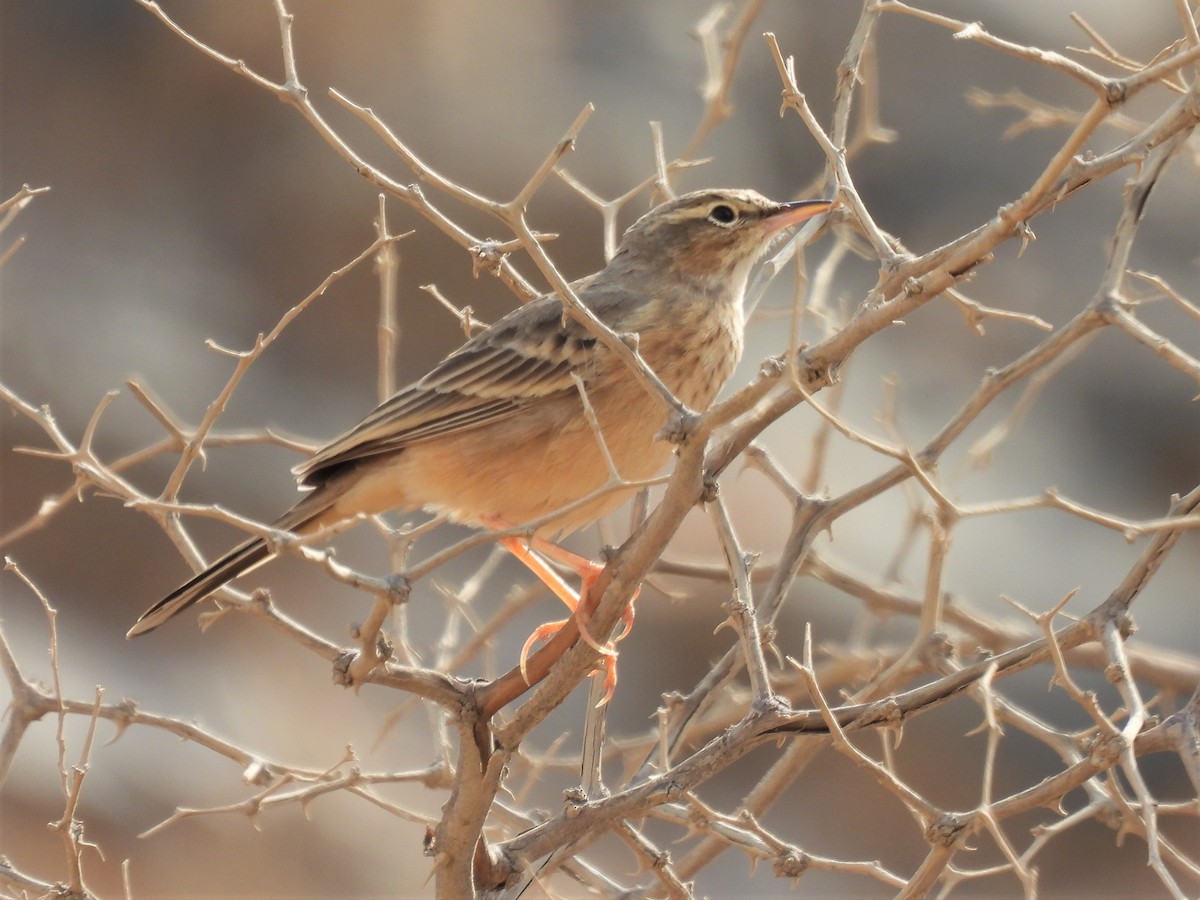 Long-billed Pipit - ML389737741