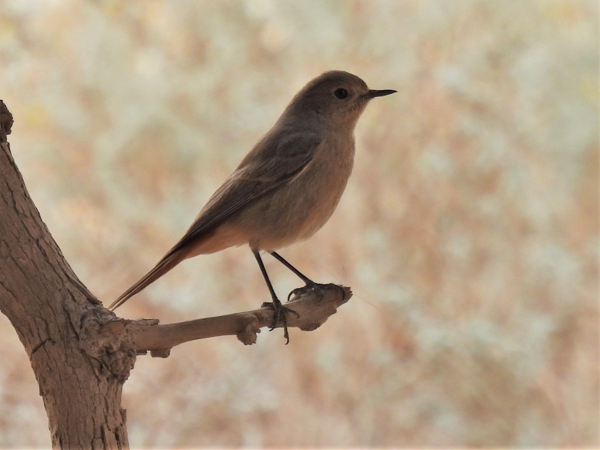 Black Redstart (Eastern) - ML389737761