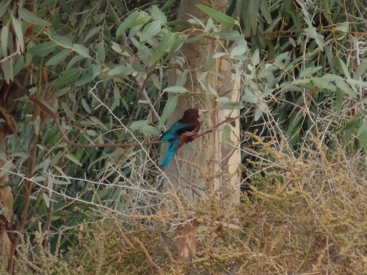 White-throated Kingfisher - ML389739521