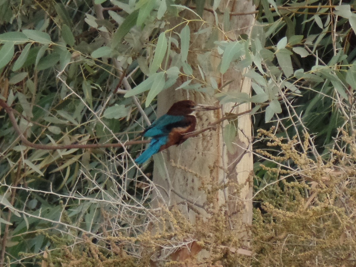 White-throated Kingfisher - ML389739551