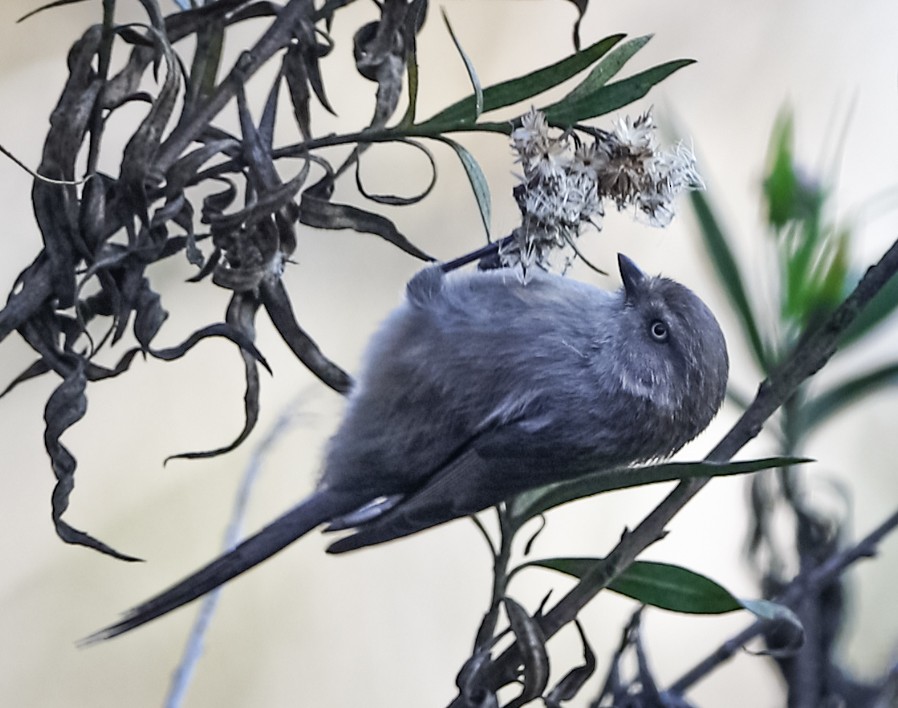 Bushtit - ML389740411