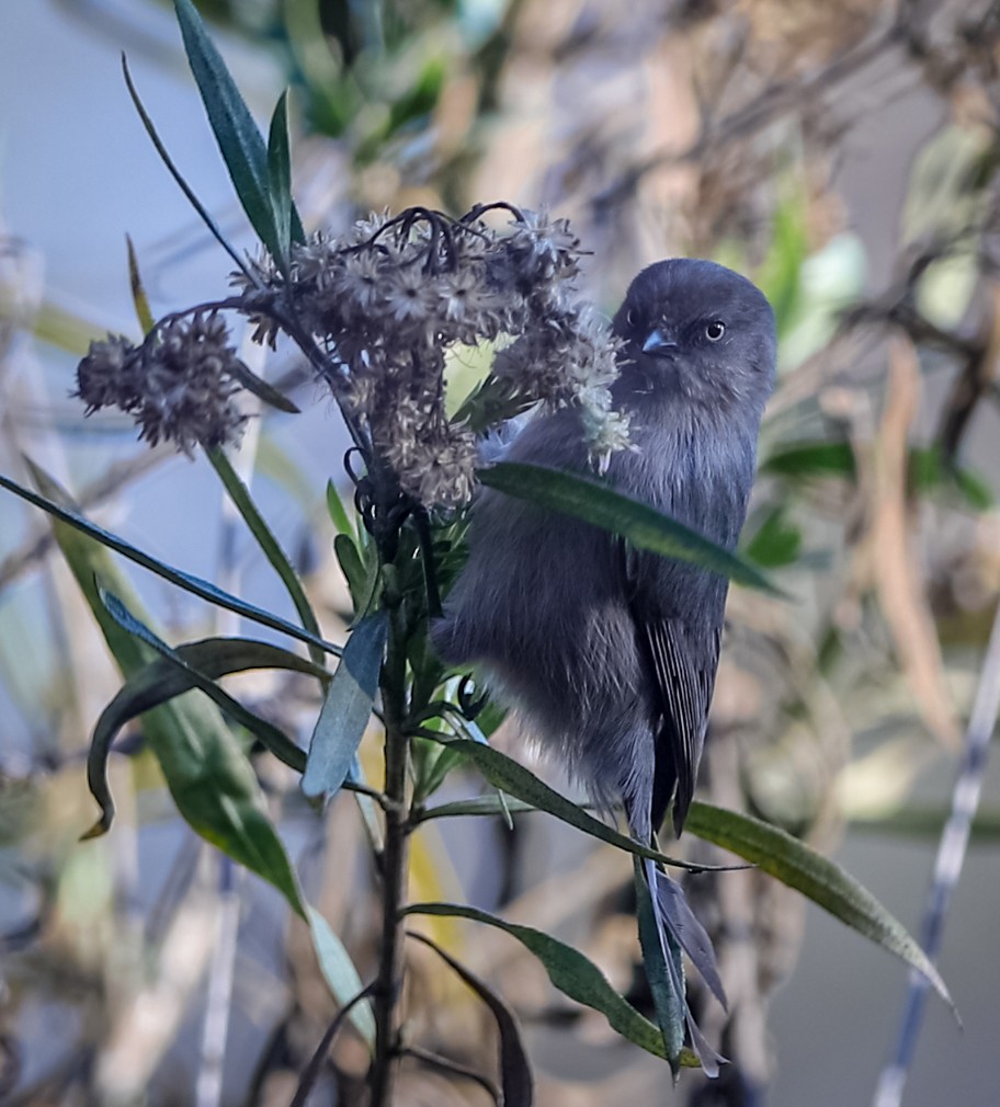 Bushtit - ML389740421