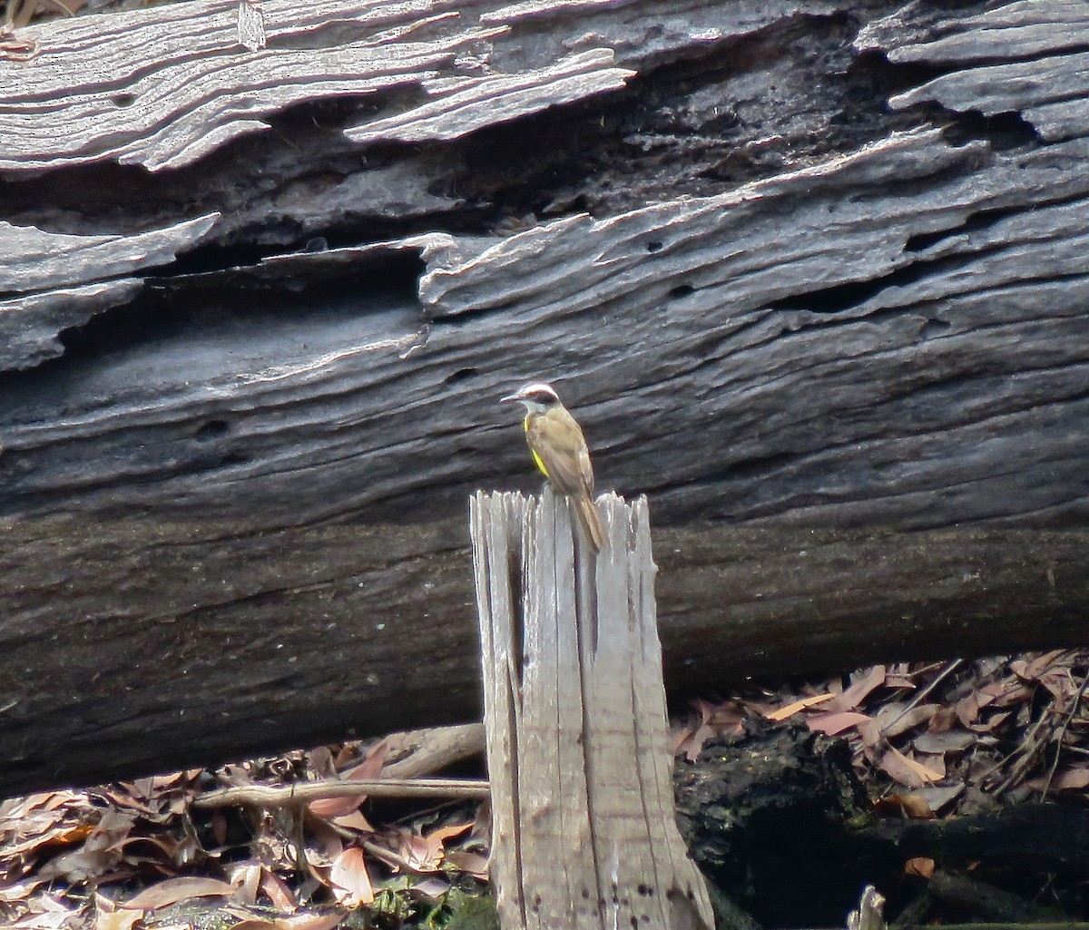 Lesser Kiskadee - ML389741151