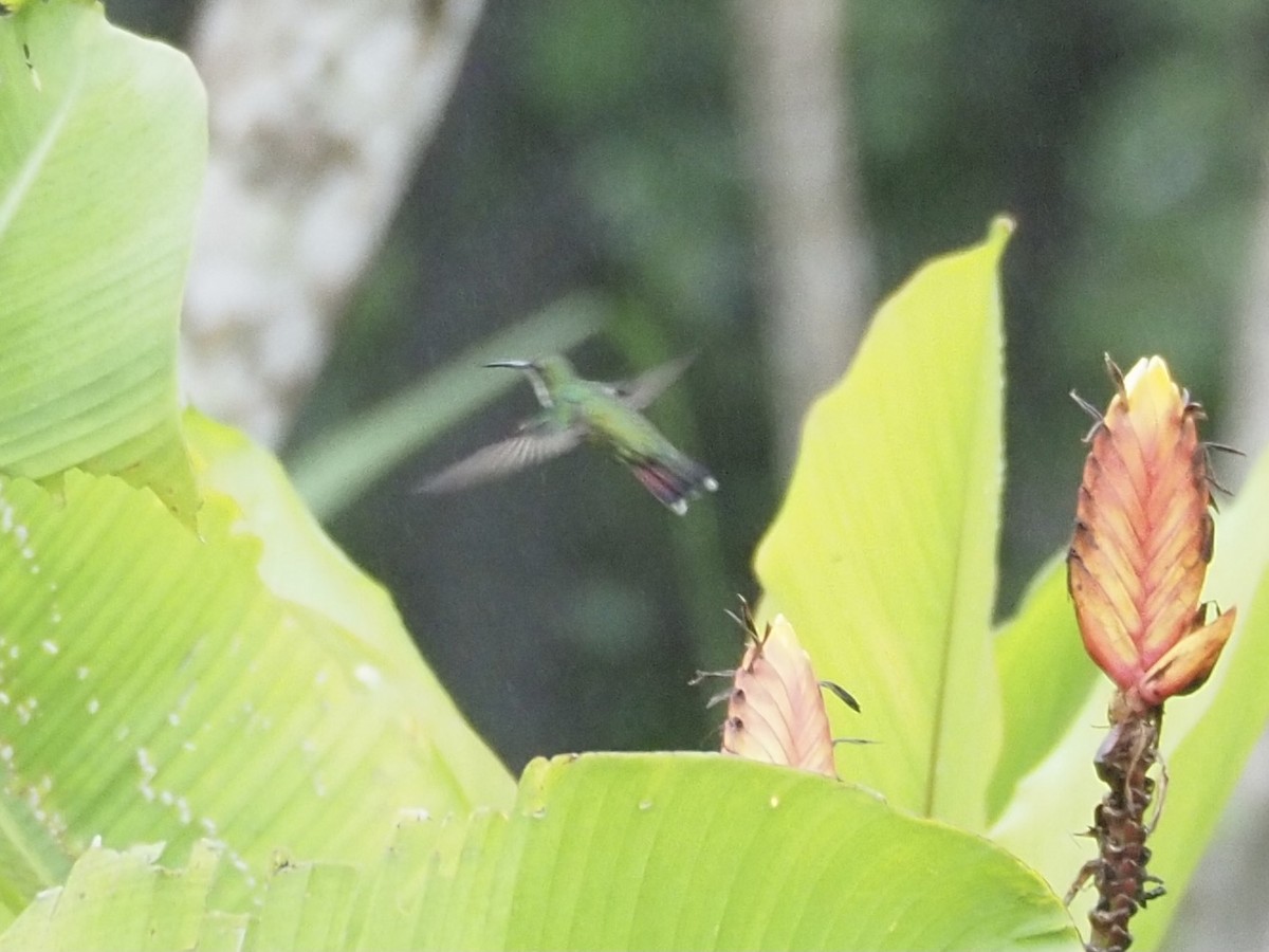 kolibřík tropický - ML389741591
