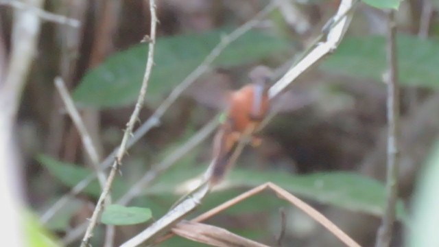 kolibřík malý - ML389741881