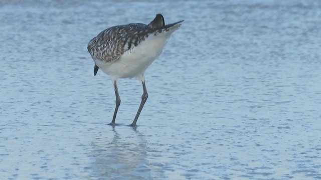 Black-bellied Plover - ML389745421